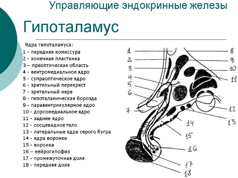 Управляющие эндокринные железы  Ядра гипоталамуса: 1 - передняя комиссура 2 - конечная пластинка